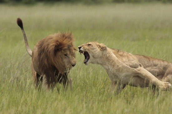 aggressive