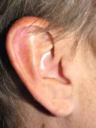 auricle