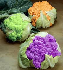 genetically modified