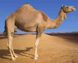 camel