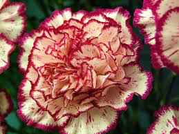 carnation