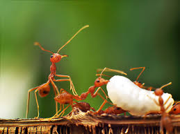 industrious