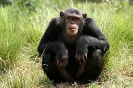 chimpanzee