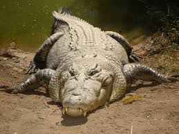 crocodile