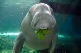 dugong