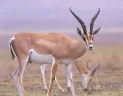 gazelle