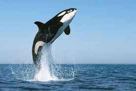 killer whale