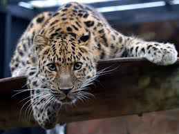 leopard