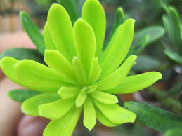 burgeon