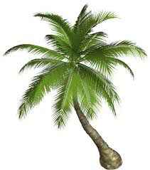 palm