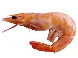 prawn