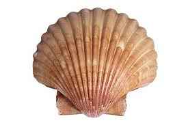 shell