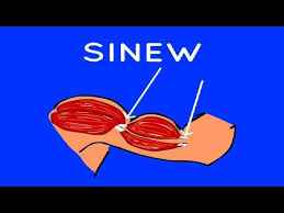 sinew