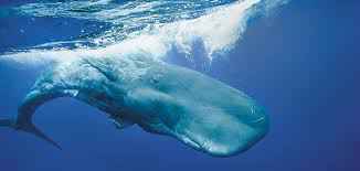 sperm whale