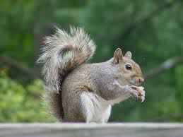 squirrel